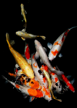 KOI